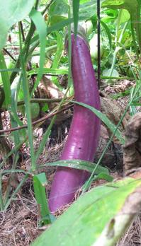Thumbnail image for ichiban eggplant2.jpg